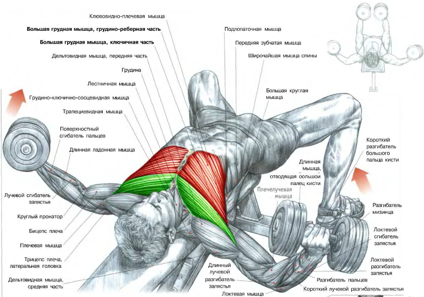 как накачать мышцы на груди для мужчин фото 11