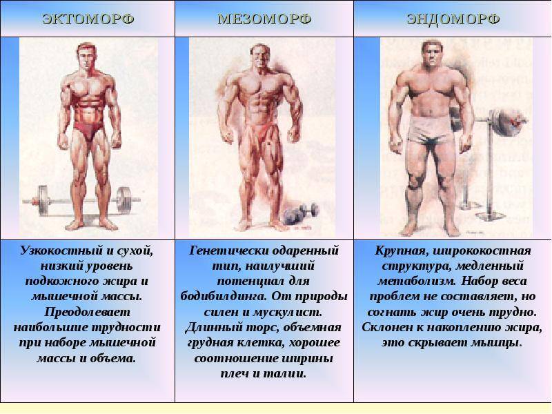 Типы телосложения: эндоморф, эктоморф или мезоморф - как определить свой соматотип