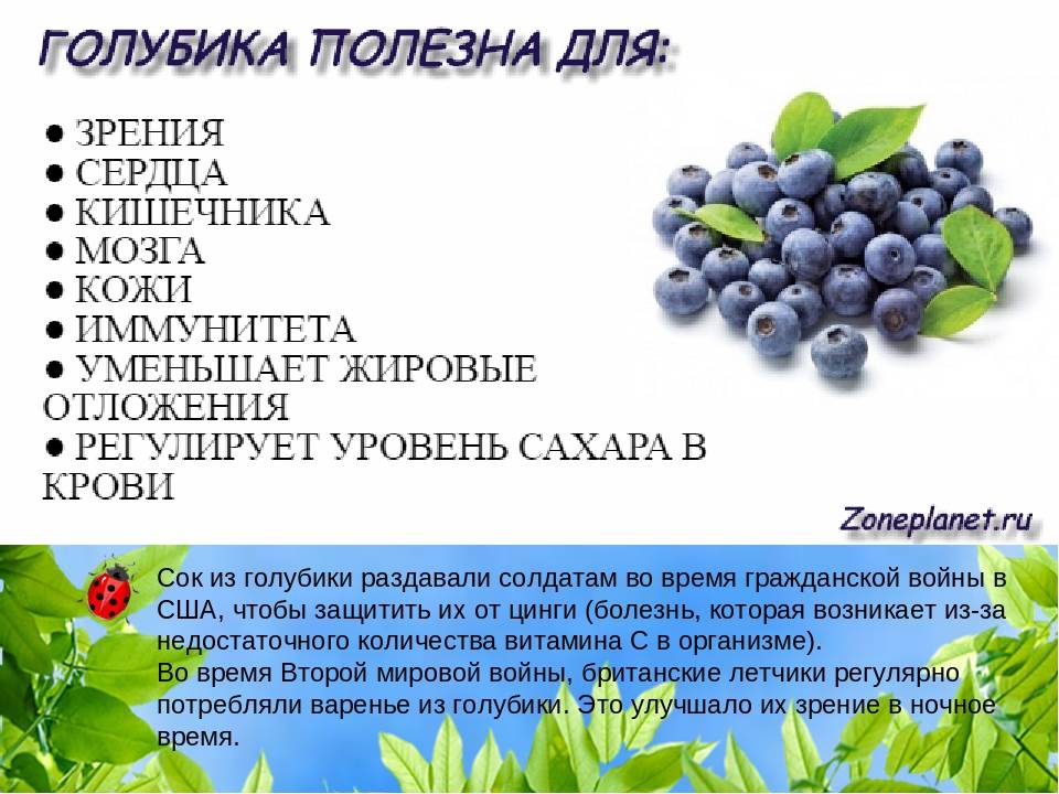 Черника – применение ягод, калорийность и состав, полезные свойства и вред на ydoo.info