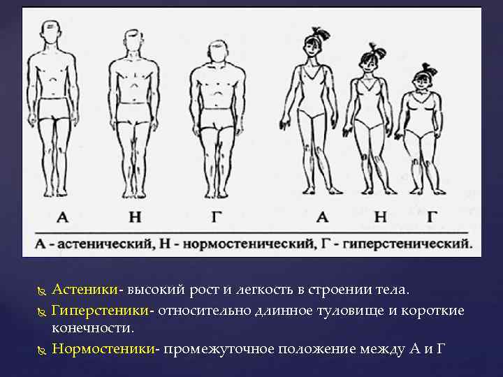 Типы телосложения мужчин