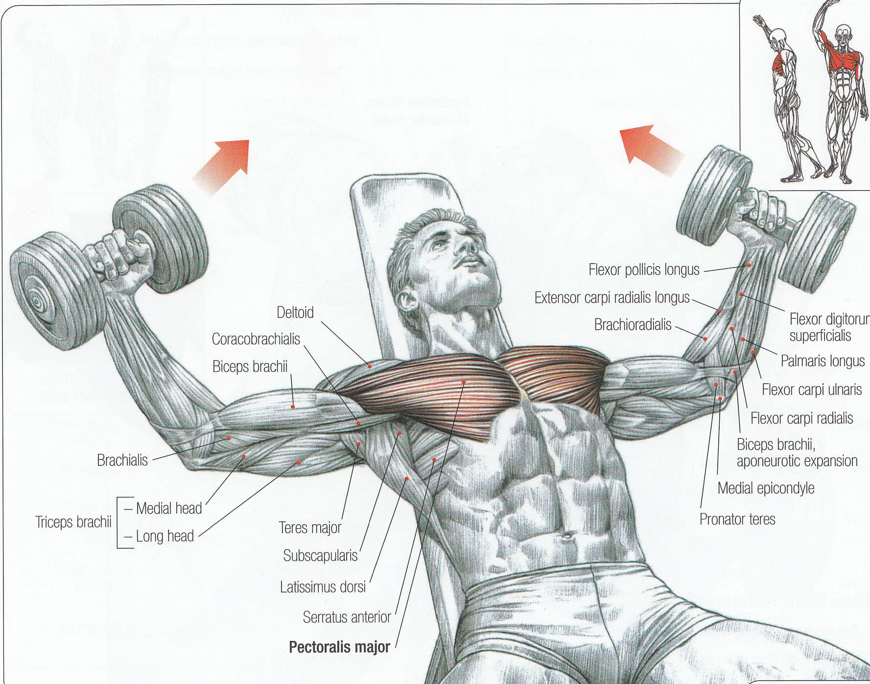 Упражнения с гантелями на грудные мышцы для мужчин: жим и разведение гантелей