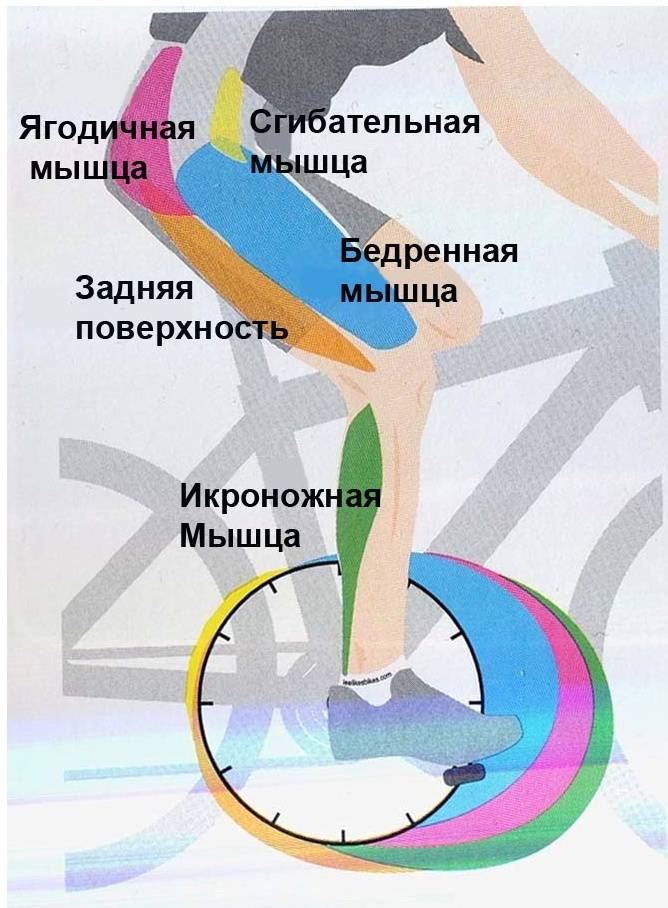 Какие мышцы работают на велотренажере: что он тренирует и как действует на разные группы мускулов, а также что качается и укрепляется при езде на нем (в картинках)