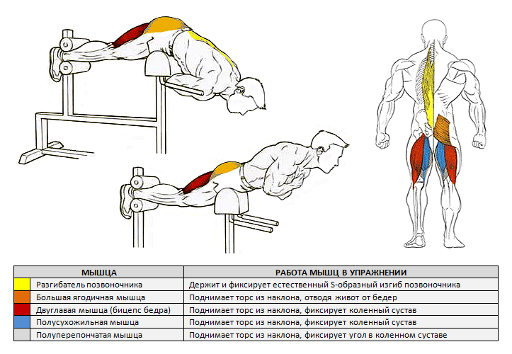 Гиперэкстензия - техника выполнения в тренажере, какие мышцы работают