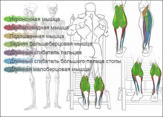 Подъем ног сидя (складка): техника выполнения. упражнение для пресса