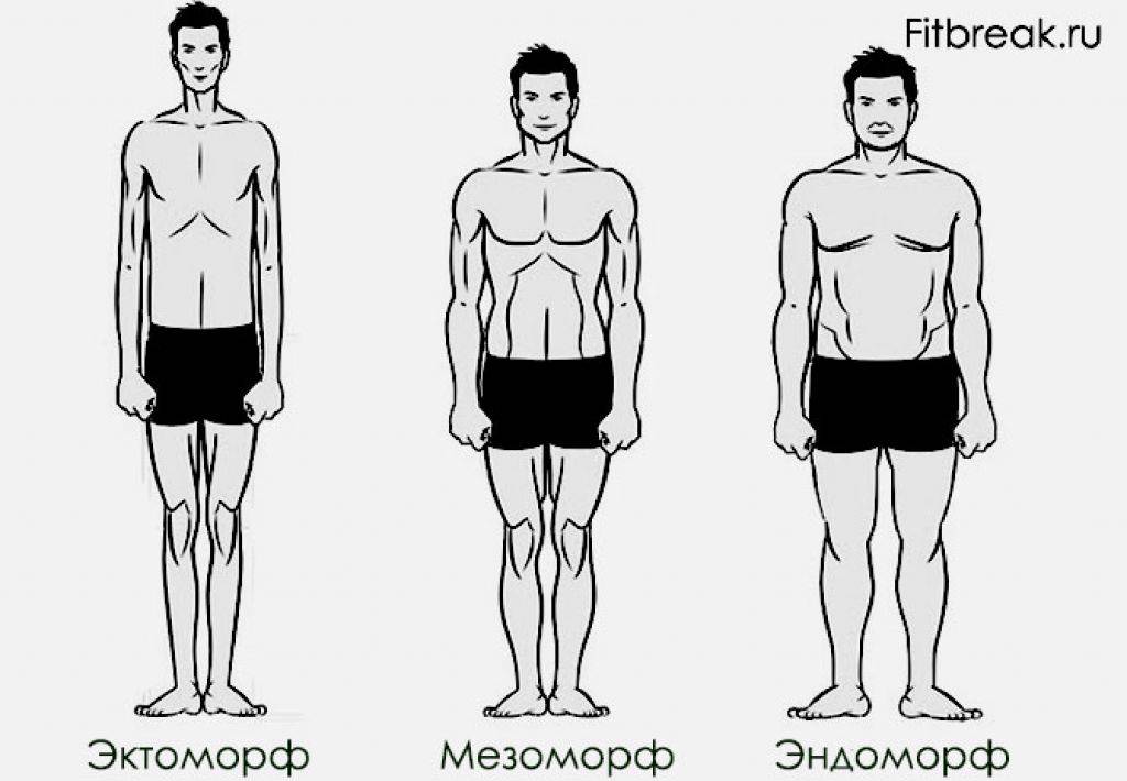 Типы телосложения типы телосложения человека: как определить, характеристики и рекомендации