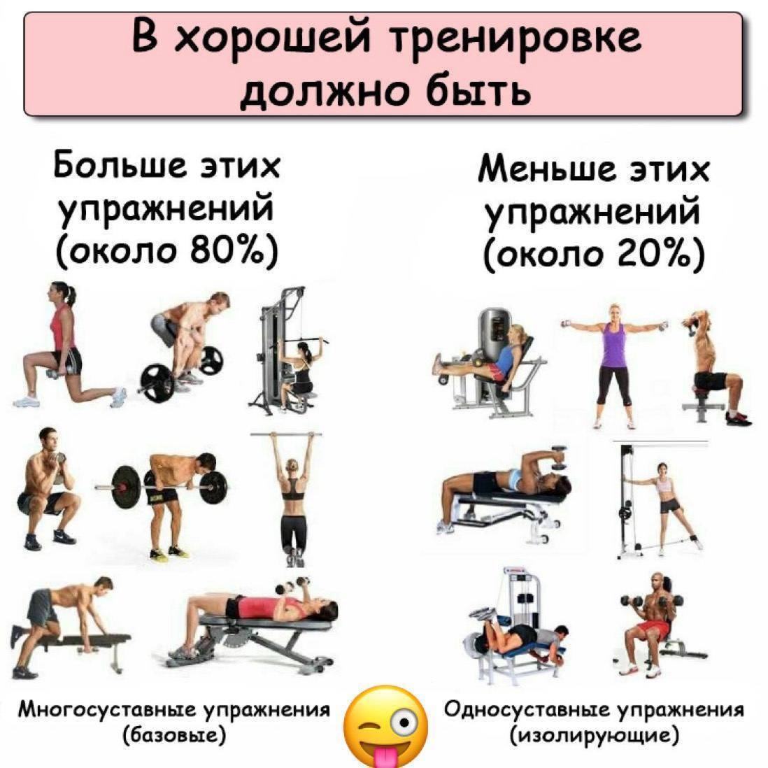 Список базовых и изолированных упражнений, отличия и особенности базовых и изолирующих упражнений - sportobzor.ru
