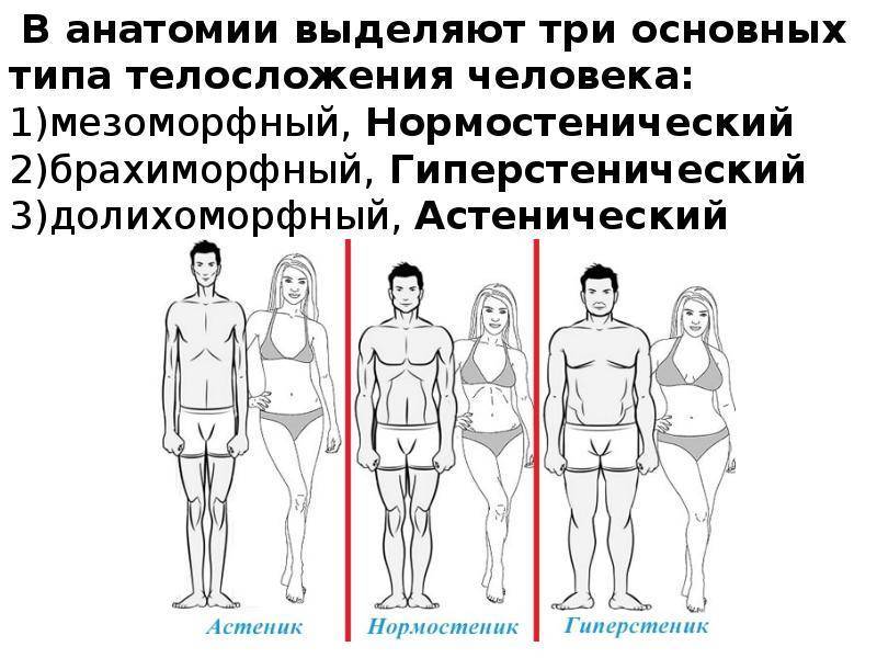 Типы телосложения мужчин