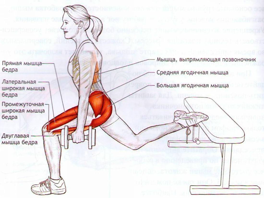 Бицепс бедра: как накачать двуглавую мышцу бедра, топ 5 упражнений