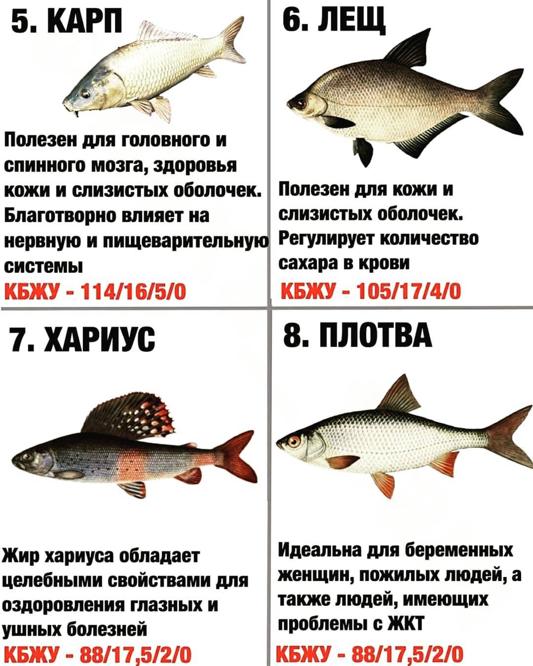 Самые полезные сорта рыбы