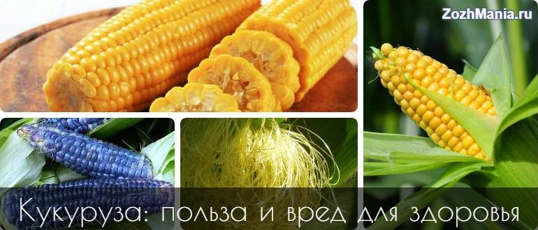 Кукуруза вареная: калорийность, состав, польза, особенности употребления