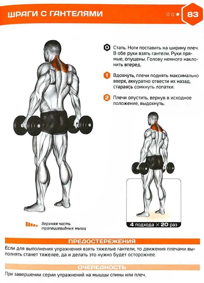 Техника выполнения упражнения шраги со штангой и гантелями | rulebody.ru — правила тела