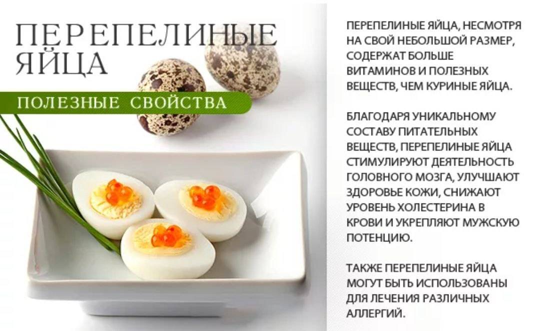 Перепелиные яйца: польза и вред, как употреблять для мужчин, женщин, сырые