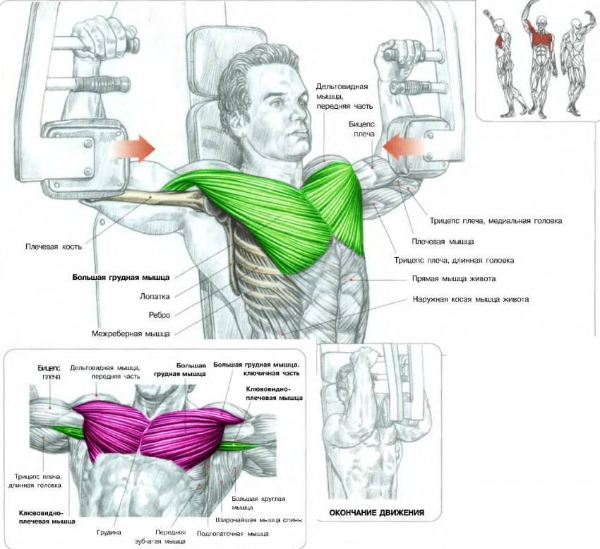 Как накачать грудные мышцы в домашних условиях?