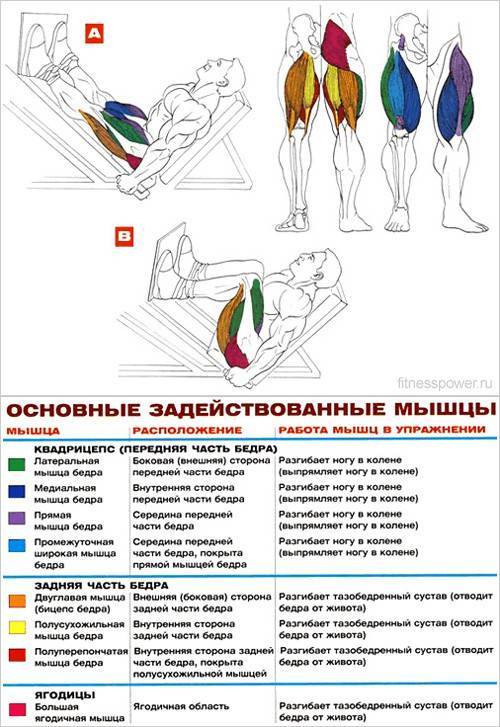 Жим ногами в тренажере: разновидность и техника