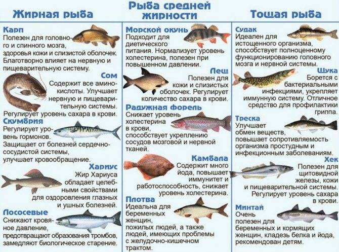 Рыба – источник белка. чем она полезна для человека. самая полезная рыба