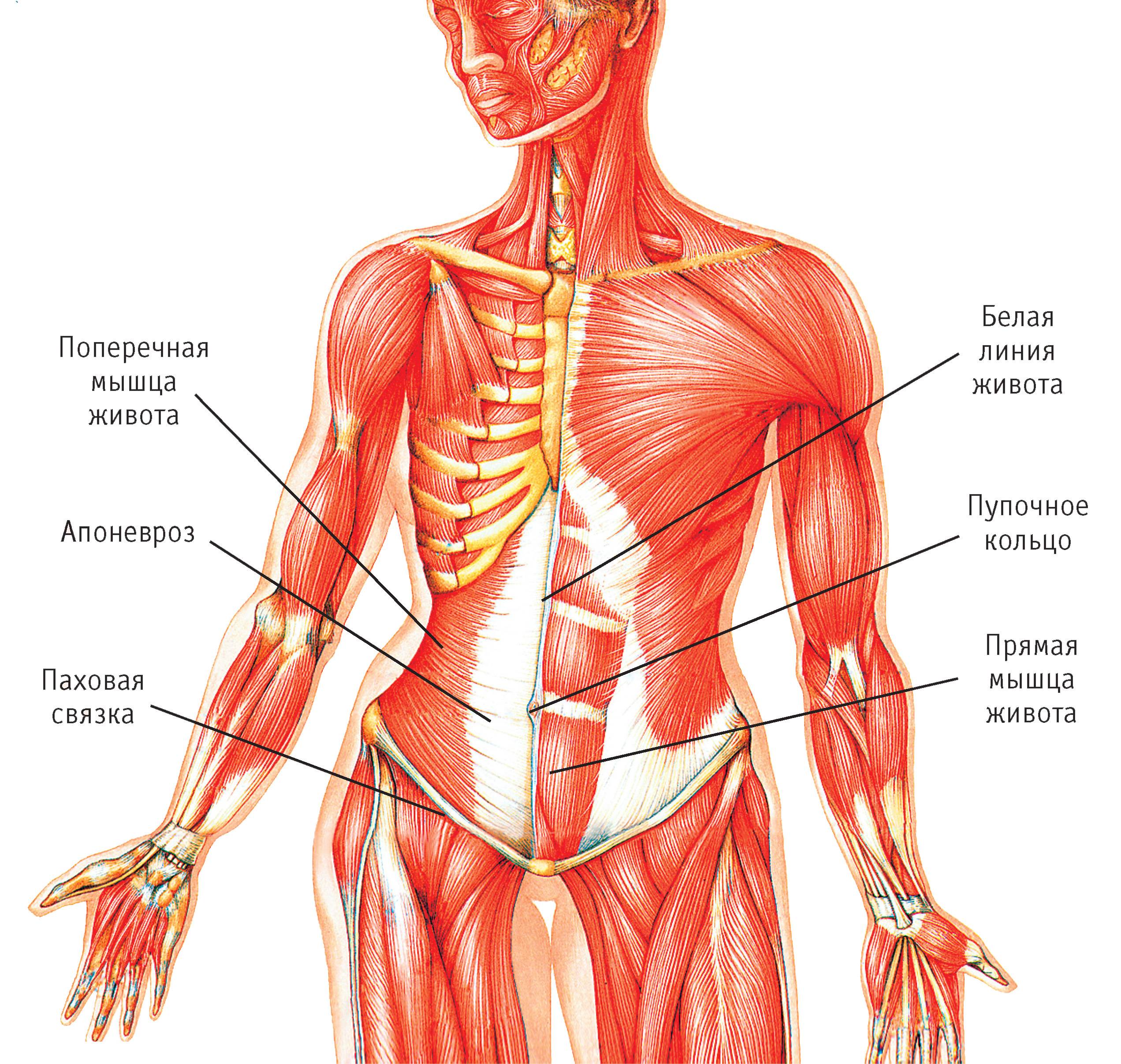 Анатомия мышц живота: строение и функции