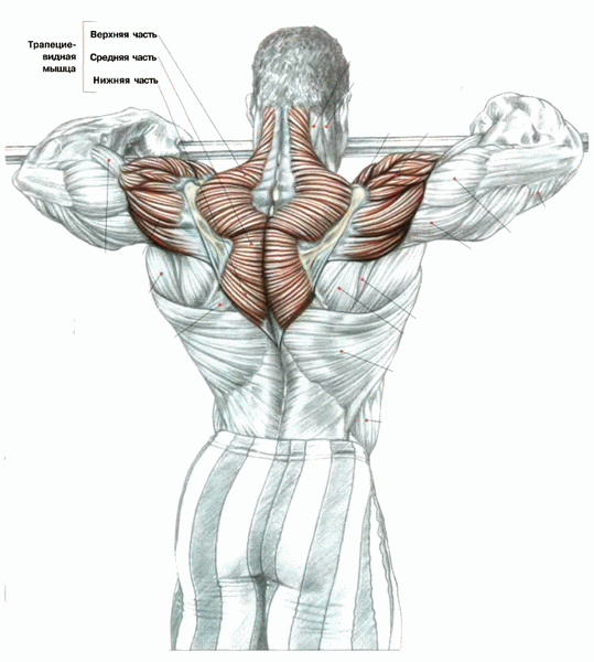 Дисбаланс мышц плеча