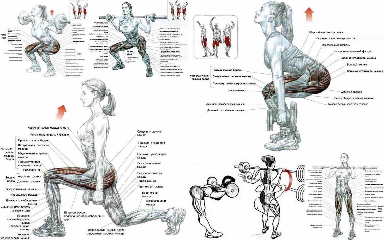 Комплексы упражнений для ног - как быстро накачать мышцы в домашних условиях мужчинам или женщинам