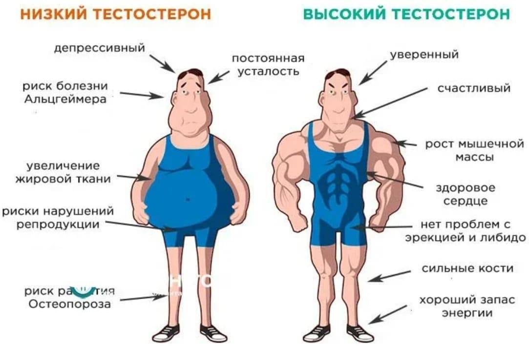 Мышцы способствуют увеличению продолжительности жизни