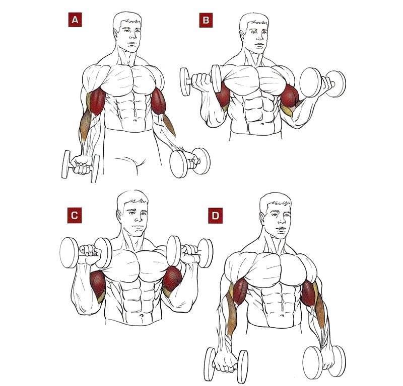 Можно ли качать трицепс и бицепс в один день, одновременно: как лучше совмещать тренировку рук и плеч?