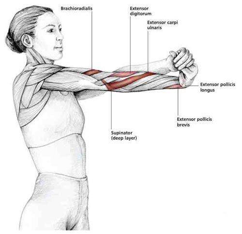 Растяжка плечевого пояса и трицепса: стретчинг-упражнения в картинках и с видео