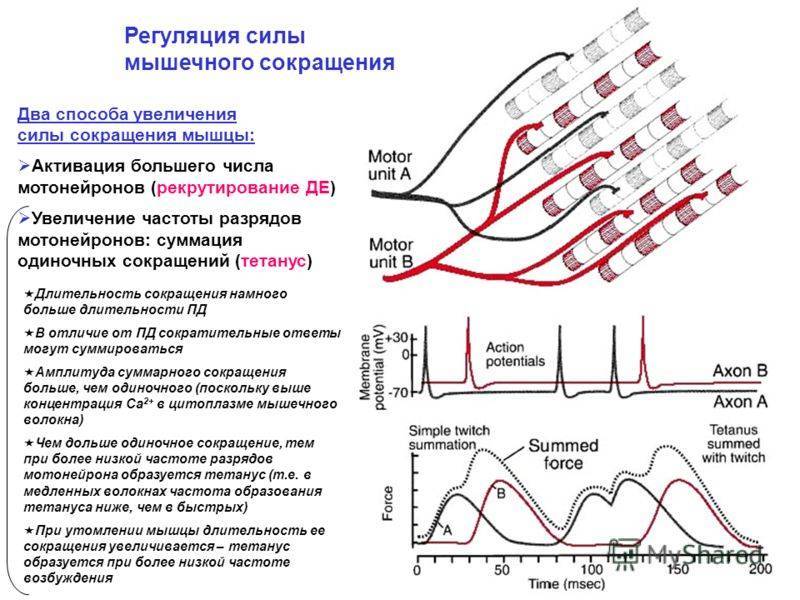 Сокращение мышц