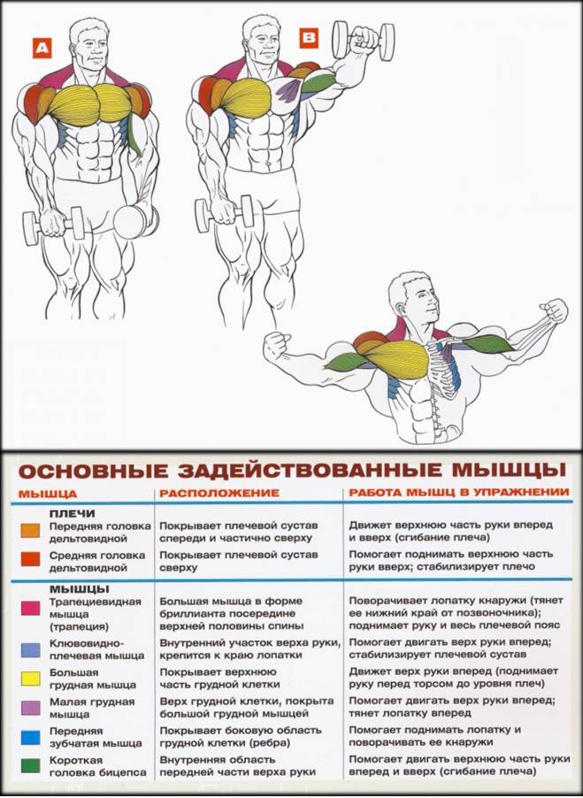 Подъём гантелей перед собой - бомба тело