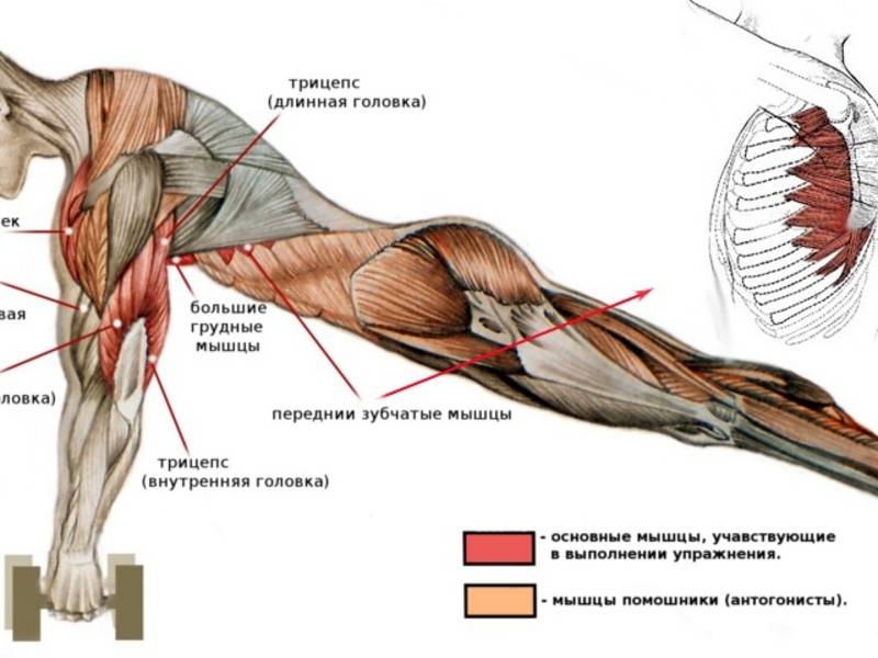Как растут мышцы - мышечная гипертрофия :: polismed.com