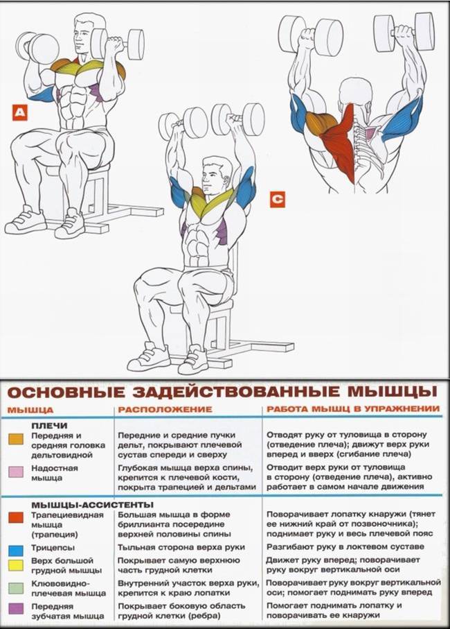 Жим штанги стоя (армейский жим): техника выполнения, какие мышцы работают