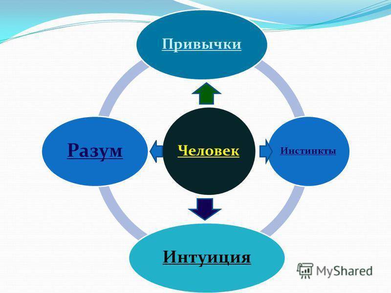 Инстинкты животных - это... что такое инстинкты животных?