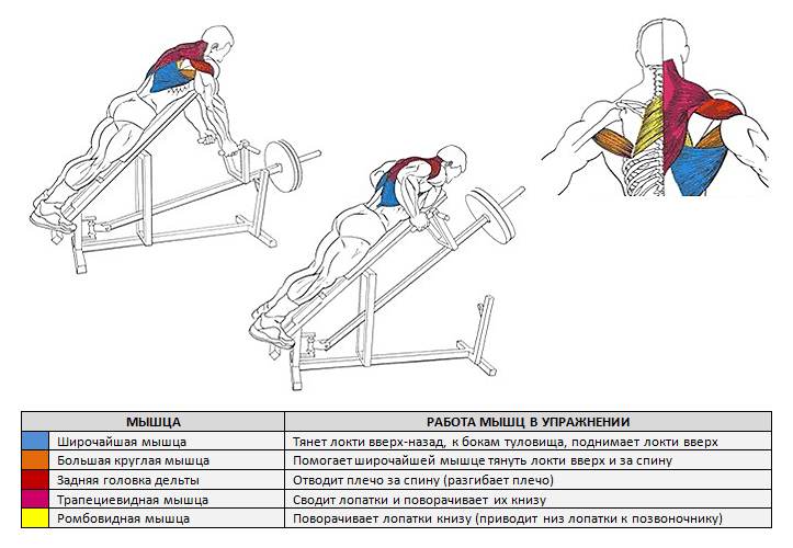 Тяга т грифа в наклоне: правильная техника и особенности упражнения