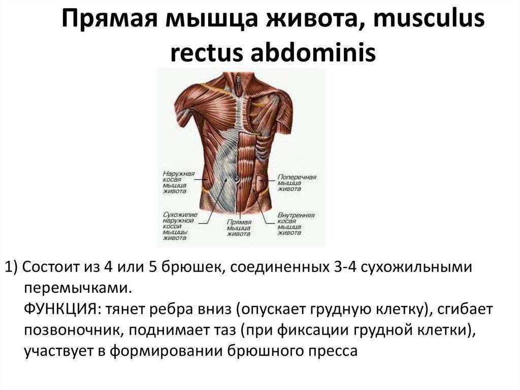 Мышцы живота: анатомия, функции и строение брюшных мышц пресса