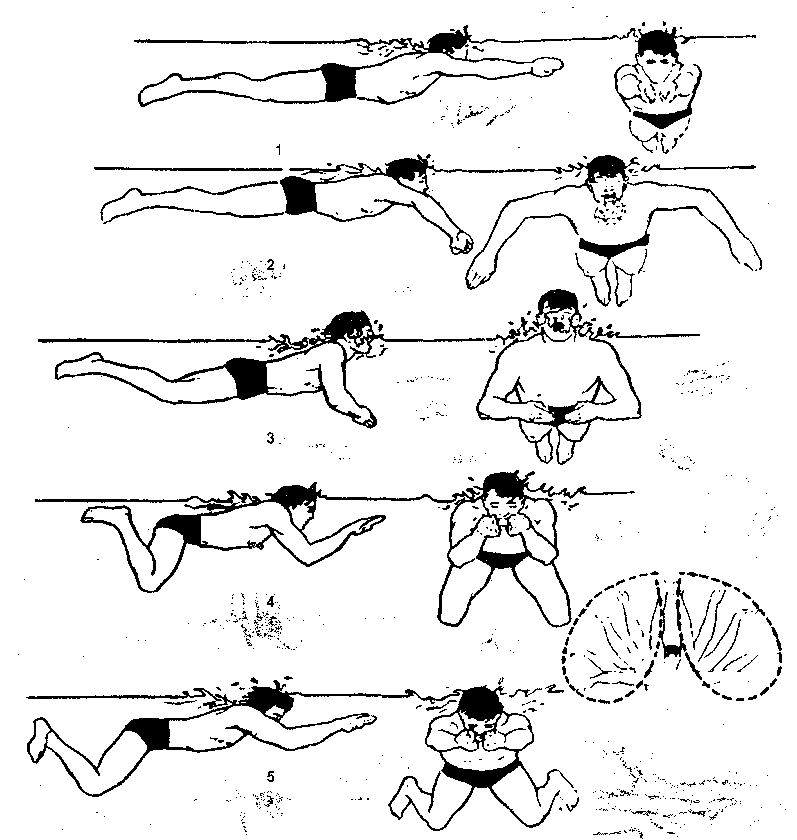 Как научиться плавать под. Схема плавания брассом. Брасс техника плавания схема. Схема техники плавания брассом. Техника плавания брассом пошагово.