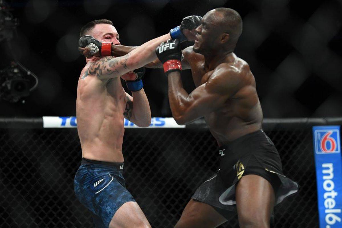 Правила мма и ufc – базовые особенности вида спорта