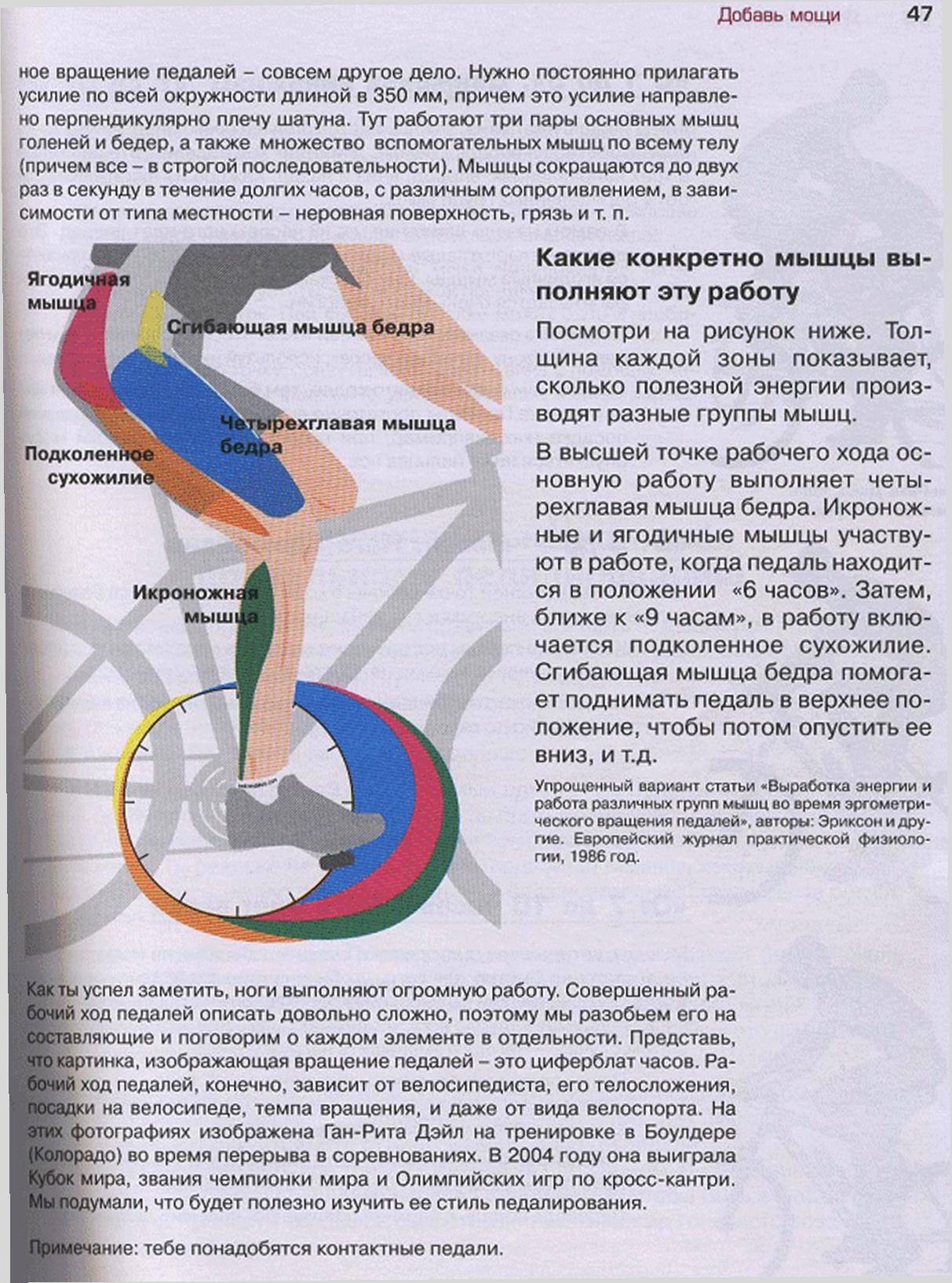 Упражнение велосипед: польза и вред, какие мышцы работают, как делать