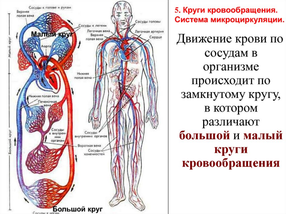 Контроль кровообращения. Кровеносная система малый и большой круг. Кровеносные сосуды большого круга кровообращения по движению крови. Вены малого круга кровообращения таблица. Движеникрови по сосудам.