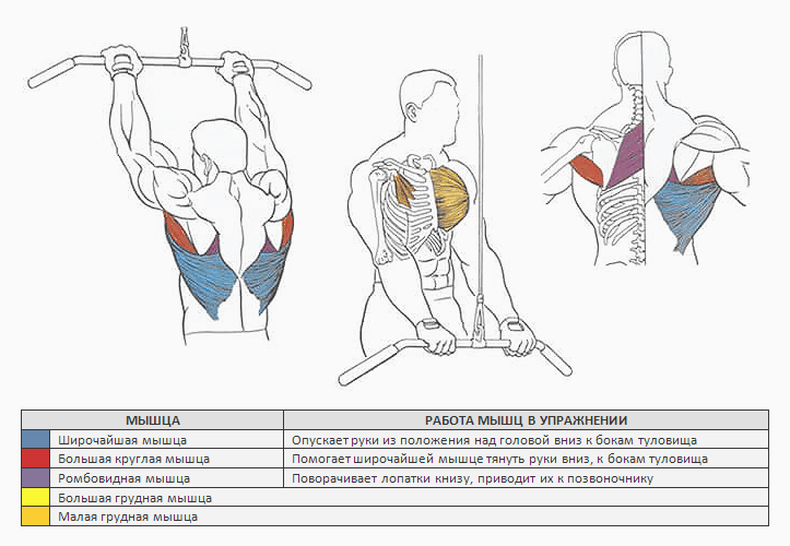 Упражнение пуловер с гантелей лежа: особенности и польза, какие мышцы работают